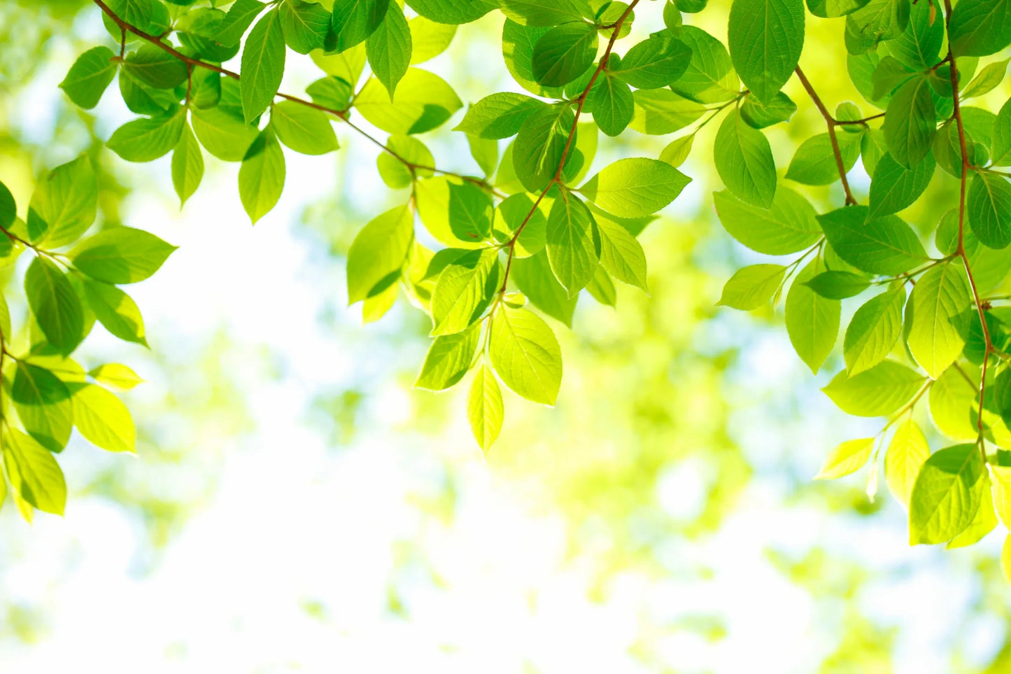 Veganuary Day 27: Tips for Transitioning to a Vegan Diet