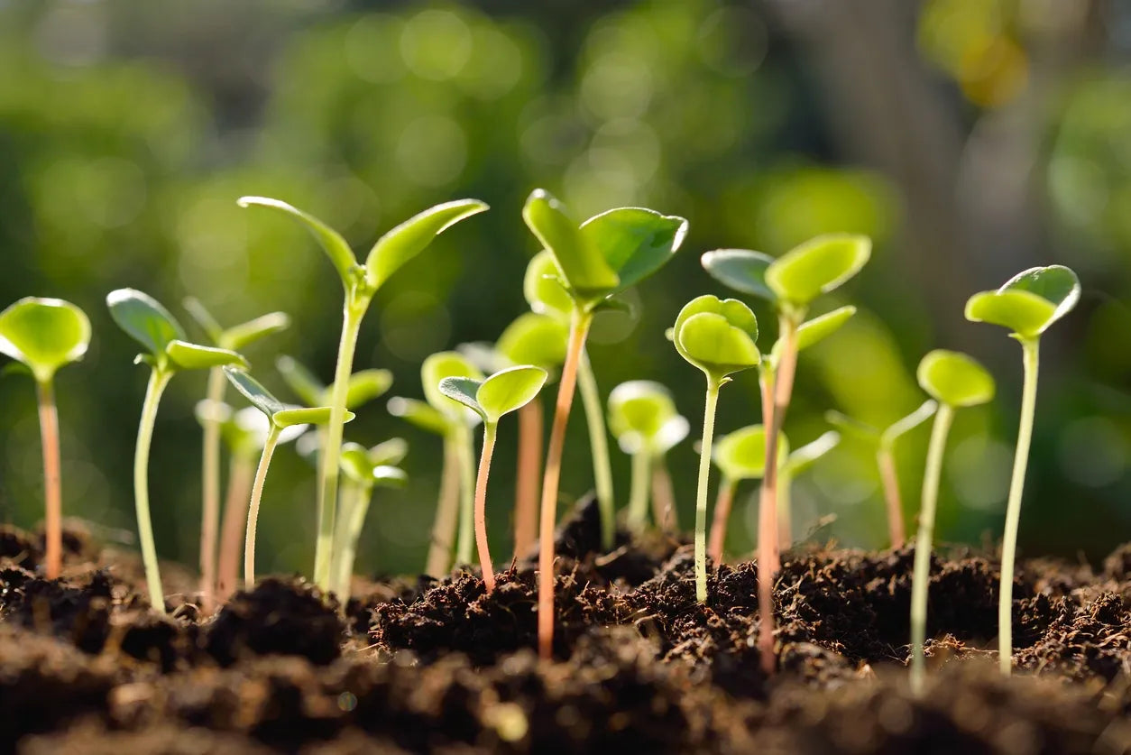 Veganuary Day 26: Gardening Tips for Growing Your Own Plant-Based Food