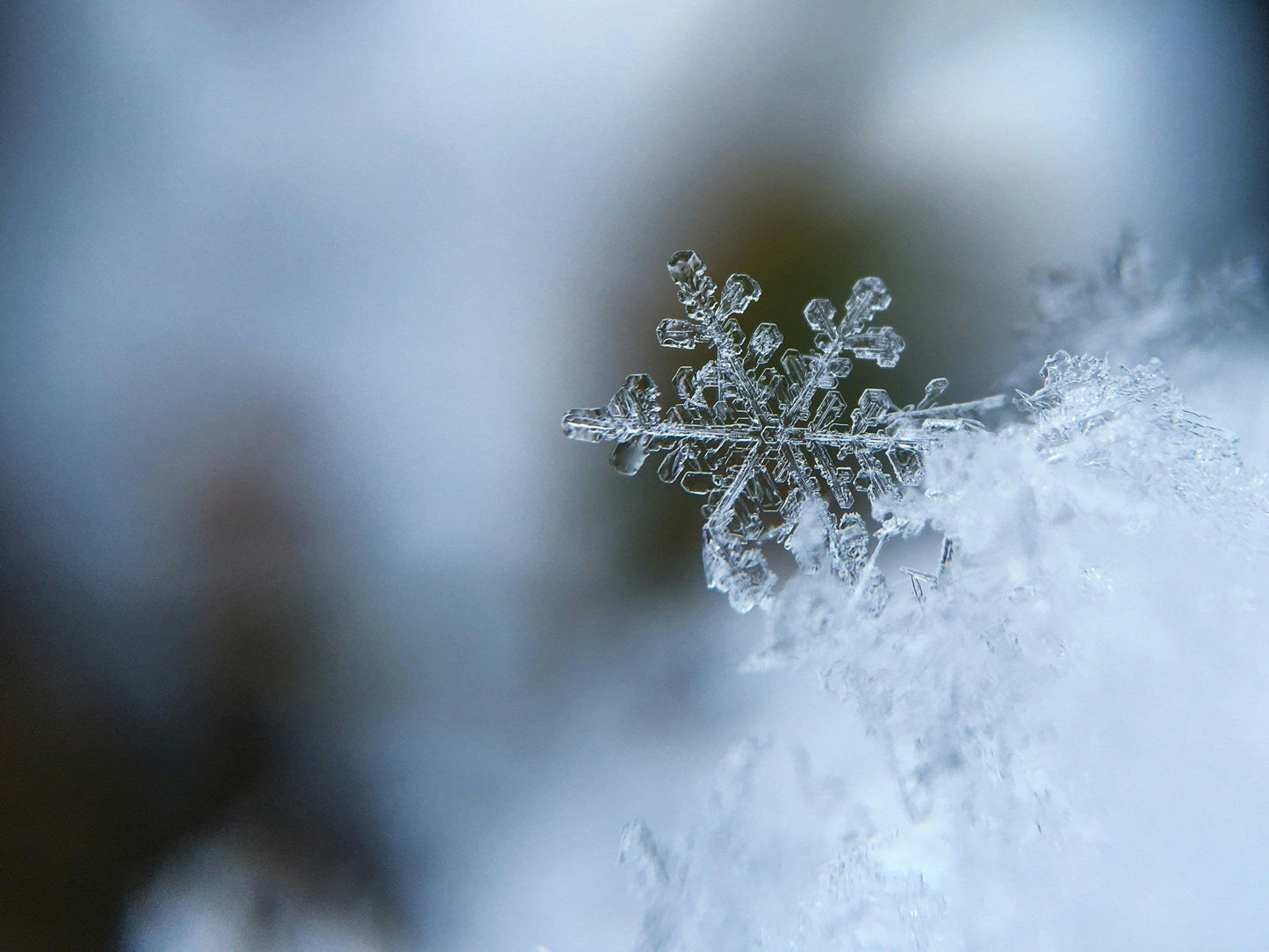 Embracing Veganism for the Holidays: A Gift to Yourself and the World
